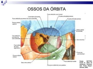 OSSOS DA ÓRBITA
Fonte: NETTER,
Frank H.. Atlas de
Anatomia Humana.
2ed. Porto Alegre:
Artmed, 2000.
 