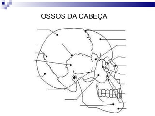OSSOS DA CABEÇA
 
