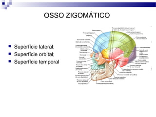 OSSO ZIGOMÁTICO
 Superfície lateral;
 Superfície orbital;
 Superfície temporal
 