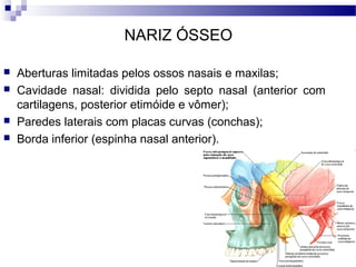 NARIZ ÓSSEO
 Aberturas limitadas pelos ossos nasais e maxilas;
 Cavidade nasal: dividida pelo septo nasal (anterior com
cartilagens, posterior etimóide e vômer);
 Paredes laterais com placas curvas (conchas);
 Borda inferior (espinha nasal anterior).
 