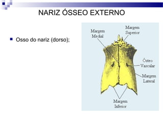 NARIZ ÓSSEO EXTERNO
 Osso do nariz (dorso);
 