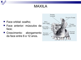 MAXILA
 Face orbital: soalho;
 Face anterior: músculos da
face;
 Crescimento: alongamento
da face entre 6 e 12 anos.
 