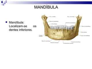 MANDÍBULA
 Mandíbula:
Localizam-se os
dentes inferiores.
 