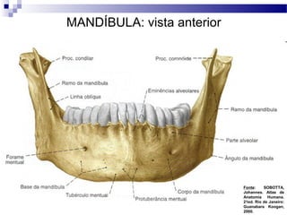 MANDÍBULA: vista anterior
Fonte: SOBOTTA,
Johannes. Atlas de
Anatomia Humana.
21ed. Rio de Janeiro:
Guanabara Koogan,
2000.
 