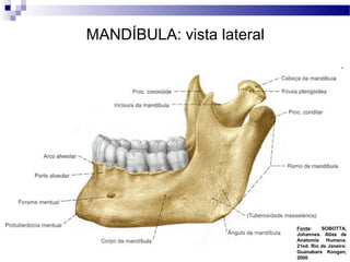MANDÍBULA: vista lateral
Fonte: SOBOTTA,
Johannes. Atlas de
Anatomia Humana.
21ed. Rio de Janeiro:
Guanabara Koogan,
2000.
 
