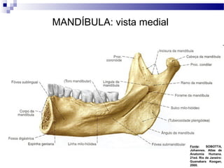 MANDÍBULA: vista medial
Fonte: SOBOTTA,
Johannes. Atlas de
Anatomia Humana.
21ed. Rio de Janeiro:
Guanabara Koogan,
2000.
 