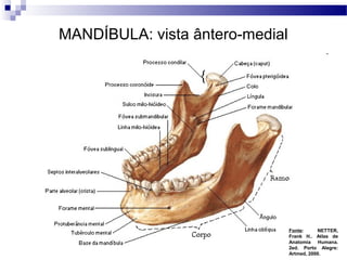 MANDÍBULA: vista ântero-medial
Fonte: NETTER,
Frank H.. Atlas de
Anatomia Humana.
2ed. Porto Alegre:
Artmed, 2000.
 