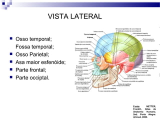 VISTA LATERAL
 Osso temporal;
Fossa temporal;
 Osso Parietal;
 Asa maior esfenóide;
 Parte frontal;
 Parte occiptal.
Fonte: NETTER,
FrankH.. Atlas de
Anatomia Humana.
2ed. Porto Alegre:
Artmed, 2000.
 
