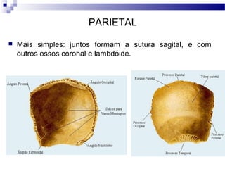 PARIETAL
 Mais simples: juntos formam a sutura sagital, e com
outros ossos coronal e lambdóide.
 
