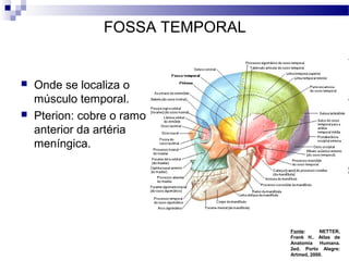 FOSSA TEMPORAL
 Onde se localiza o
músculo temporal.
 Pterion: cobre o ramo
anterior da artéria
meníngica.
Fonte: NETTER,
Frank H.. Atlas de
Anatomia Humana.
2ed. Porto Alegre:
Artmed, 2000.
 