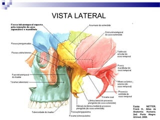 VISTA LATERAL
Fonte: NETTER,
Frank H.. Atlas de
Anatomia Humana.
2ed. Porto Alegre:
Artmed, 2000.
 