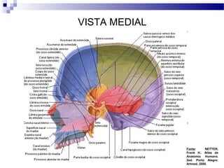 VISTA MEDIAL
Fonte: NETTER,
Frank H.. Atlas de
Anatomia Humana.
2ed. Porto Alegre:
Artmed, 2000.
 