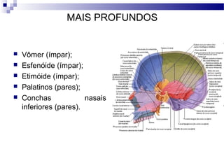 MAIS PROFUNDOS
 Vômer (ímpar);
 Esfenóide (ímpar);
 Etimóide (ímpar);
 Palatinos (pares);
 Conchas nasais
inferiores (pares).
 