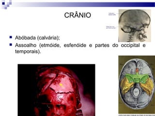 CRÂNIO
 Abóbada (calvária);
 Assoalho (etmóide, esfenóide e partes do occipital e
temporais).
 