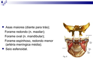  Asas maiores (diante para trás);
Forame redondo (n. maxilar);
Forame oval (n. mandibular);
Forame espinhoso, redondo menor
(artéria meníngica média);
 Seio esfenoidal.
 