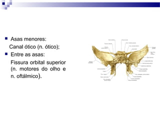 Asas menores:
Canal ótico (n. ótico);
 Entre as asas:
Fissura orbital superior
(n. motores do olho e
n. oftálmico).
 