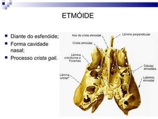 ETMÓIDE
 Diante do esfenóide;
 Forma cavidade
nasal;
 Processo crista gali.
 