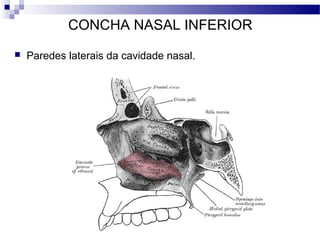 CONCHA NASAL INFERIOR
 Paredes laterais da cavidade nasal.
 