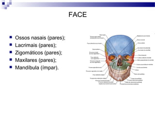 FACE
 Ossos nasais (pares);
 Lacrimais (pares);
 Zigomáticos (pares);
 Maxilares (pares);
 Mandíbula (ímpar).
 