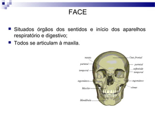 FACE
 Situados órgãos dos sentidos e início dos aparelhos
respiratório e digestivo;
 Todos se articulam à maxila.
 