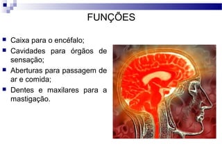 FUNÇÕES
 Caixa para o encéfalo;
 Cavidades para órgãos de
sensação;
 Aberturas para passagem de
ar e comida;
 Dentes e maxilares para a
mastigação.
 