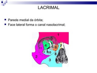 LACRIMAL
 Parede medial da órbita;
 Face lateral forma o canal nasolacrimal;
 
