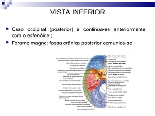 VISTA INFERIOR
 Osso occipital (posterior) e continua-se anteriormente
com o esfenóide ;
 Forame magno: fossa crânica posterior comunica-se
 