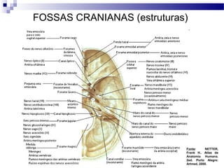 FOSSAS CRANIANAS (estruturas)
Fonte: NETTER,
Frank H.. Atlas de
Anatomia Humana.
2ed. Porto Alegre:
Artmed, 2000.
 