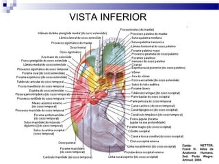 VISTA INFERIOR
Fonte: NETTER,
Frank H.. Atlas de
Anatomia Humana.
2ed. Porto Alegre:
Artmed, 2000.
 