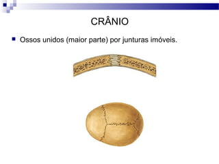 CRÂNIO
 Ossos unidos (maior parte) por junturas imóveis.
 