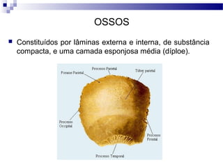 OSSOS
 Constituídos por lâminas externa e interna, de substância
compacta, e uma camada esponjosa média (díploe).
 