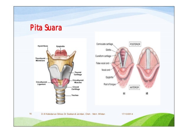 3 Anatomi Fisiologi Sistem Pernafasan