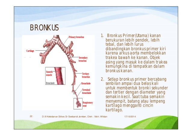 (3) Anatomi & fisiologi sistem pernafasan