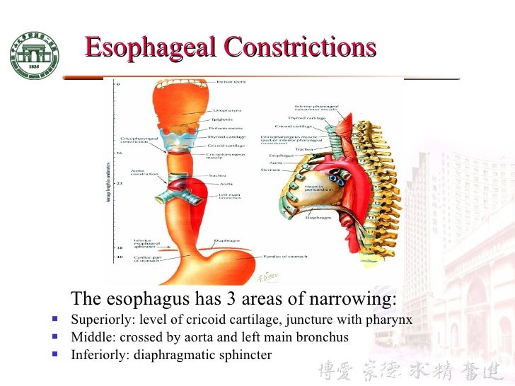 3 anatomy & physiology of esophagus