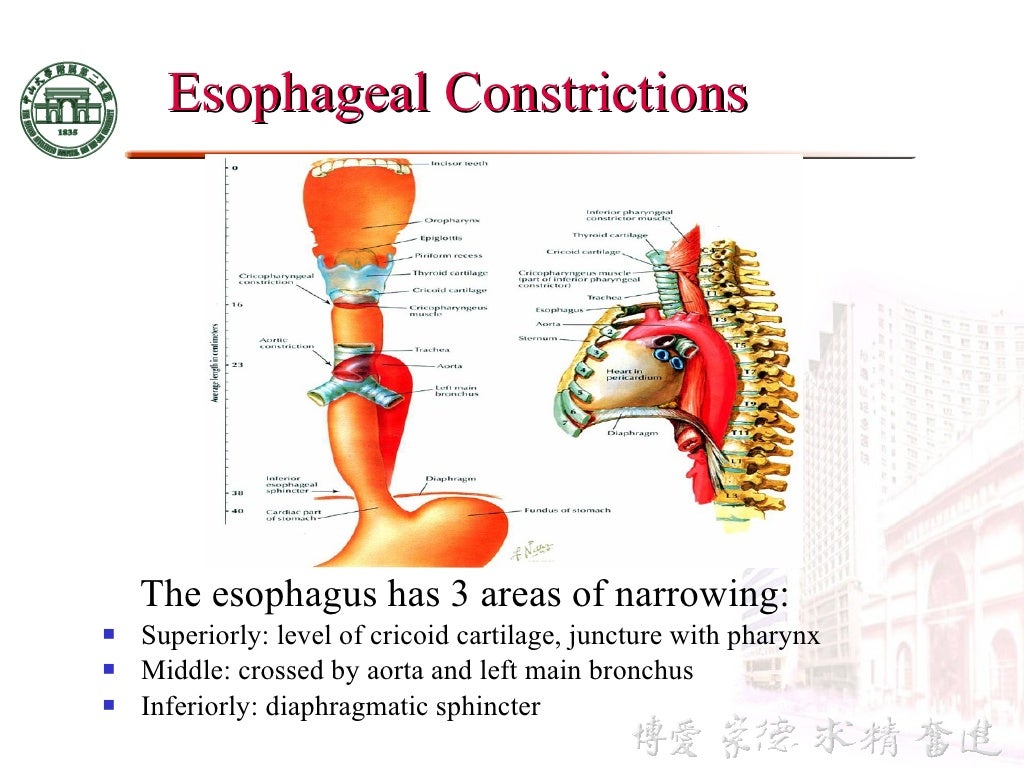 3 anatomy & physiology of esophagus