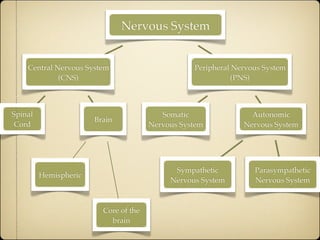 3 a nervoussystem 1.1