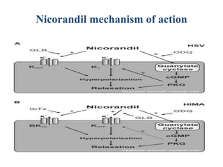 Nicorandil mechanism of action
 