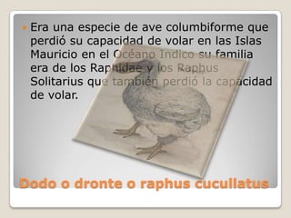 Dodo o dronte o raphus cucullatus
 Era una especie de ave columbiforme que
perdió su capacidad de volar en las Islas
Mauricio en el Océano Indico su familia
era de los Raphidae y los Raphus
Solitarius que también perdió la capacidad
de volar.
 
