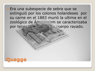 Quagga
 Era una subespecie de sebra que se
extinguió por los colonos holandeses por
su carne en el 1883 murió la ultima en el
zoológico de Ámsterdam se caracterizaba
por tener la mitad de su cuerpo rayado.
 