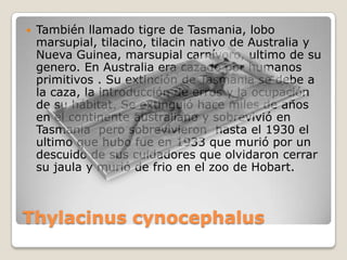 Thylacinus cynocephalus
 También llamado tigre de Tasmania, lobo
marsupial, tilacino, tilacin nativo de Australia y
Nueva Guinea, marsupial carnívoro, ultimo de su
genero. En Australia era cazado por humanos
primitivos . Su extinción de Tasmania se debe a
la caza, la introducción de erros y la ocupación
de su hábitat. Se extinguió hace miles de años
en el continente australiano y sobrevivió en
Tasmania pero sobrevivieron hasta el 1930 el
ultimo que hubo fue en 1933 que murió por un
descuido de sus cuidadores que olvidaron cerrar
su jaula y murió de frio en el zoo de Hobart.
 