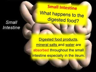 3 animal nutrition -_ppt_lesson_3_edited_2