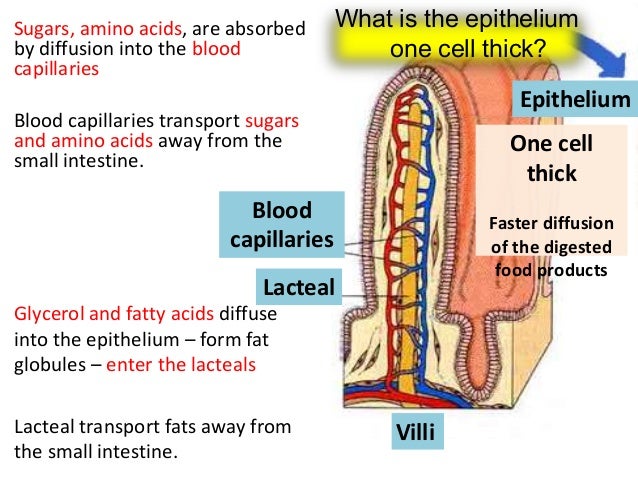 3 animal nutrition -_ppt_lesson_3_edited_2