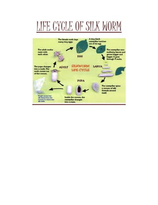 LIFE CYCLE OF SILK WORM 
