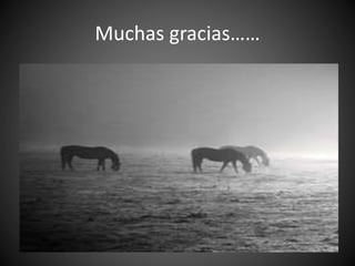 Muchas gracias……
 