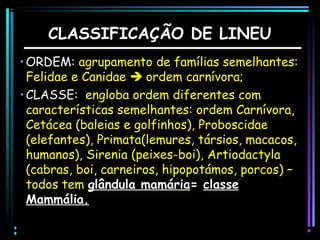 CLASSIFICAÇÃO DE LINEU
• ORDEM: agrupamento de famílias semelhantes:
Felidae e Canidae  ordem carnívora;
• CLASSE: engloba ordem diferentes com
características semelhantes: ordem Carnívora,
Cetácea (baleias e golfinhos), Proboscidae
(elefantes), Primata(lemures, társios, macacos,
humanos), Sirenia (peixes-boi), Artiodactyla
(cabras, boi, carneiros, hipopotámos, porcos) –
todos tem glândula mamária= classe
Mammália.

 