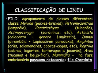 CLASSIFICAÇÃO DE LINEU
• FILO: agrupamento de classes diferentes:
classe Myxine (peixes-bruxas), Petromyzontida
(lampréia),
Condricthyes
(tubarão),
Actinopterygii
(sardinhas, etc), Actinista
(celacanto –
genero Lamiteria),
Dipnoi
(pirambóia – Lepidosiren paradoxa), Amphibia
(crãs, salamandras, cobras-cegas, etc), Reptilia
(cobras, lagartos, tartarugas e jacarés), Aves
(tucanos e beija-flor), Mammália - na fase
embrionária possuem notocorda= filo Chordata

 