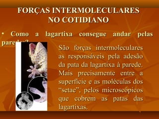 FORÇAS INTERMOLECULARESFORÇAS INTERMOLECULARES
NO COTIDIANONO COTIDIANO
• Como a lagartixa consegue andar pelasComo a lagartixa consegue andar pelas
paredes?paredes?
São forças intermolecularesSão forças intermoleculares
as responsáveis pela adesãoas responsáveis pela adesão
da pata da lagartixa à parede.da pata da lagartixa à parede.
Mais precisamente entre aMais precisamente entre a
superfície e as moléculas dossuperfície e as moléculas dos
“setae”, pelos microscópicos“setae”, pelos microscópicos
que cobrem as patas dasque cobrem as patas das
lagartixas.lagartixas.
 