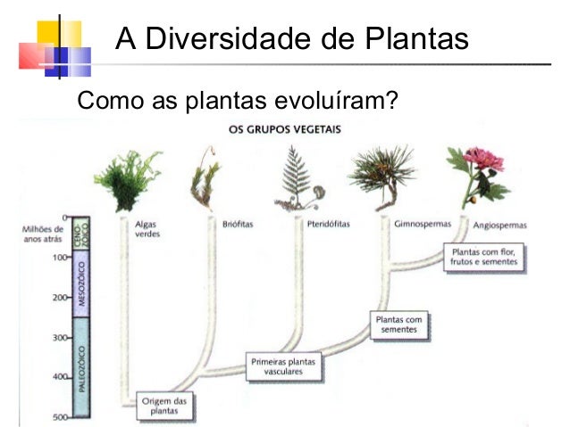 3º Ano - Os grandes grupos vegetais
