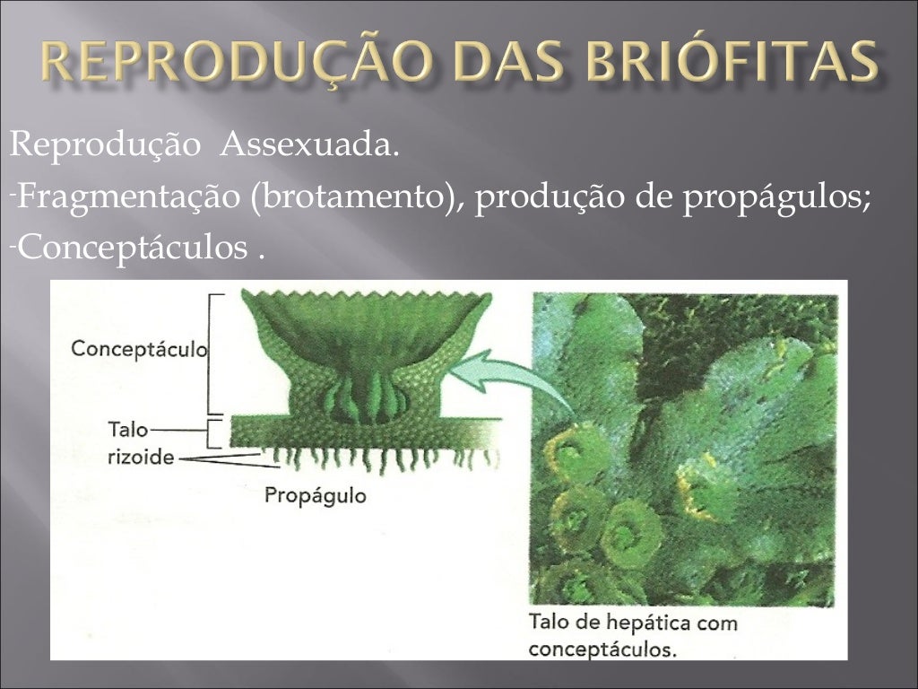 Qual A Diferenca Entre Briofitas E Pteridofitas