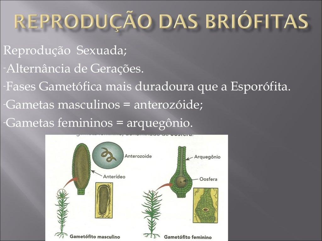 Qual A Diferença Entre Briófitas E Pteridófitas